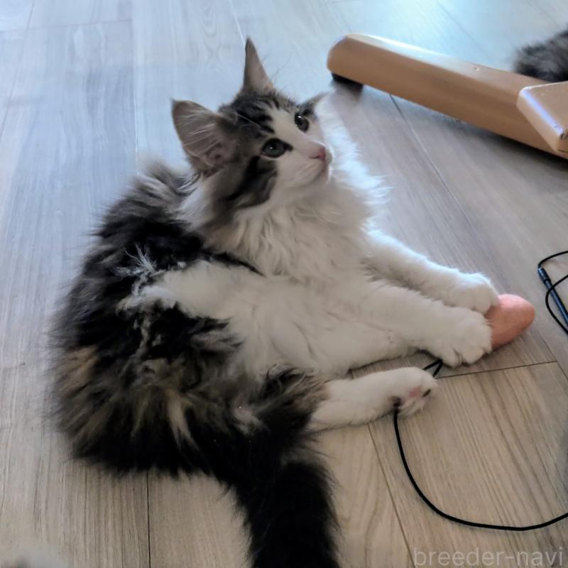 販売中の埼玉県のノルウェージャンフォレストキャット-134153の2枚目