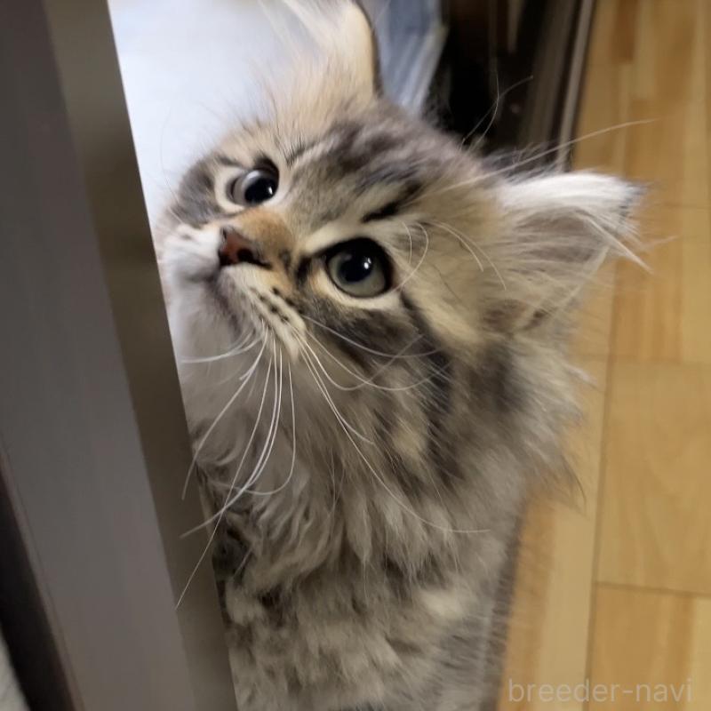 販売中の愛知県のミヌエット-134737の14枚目