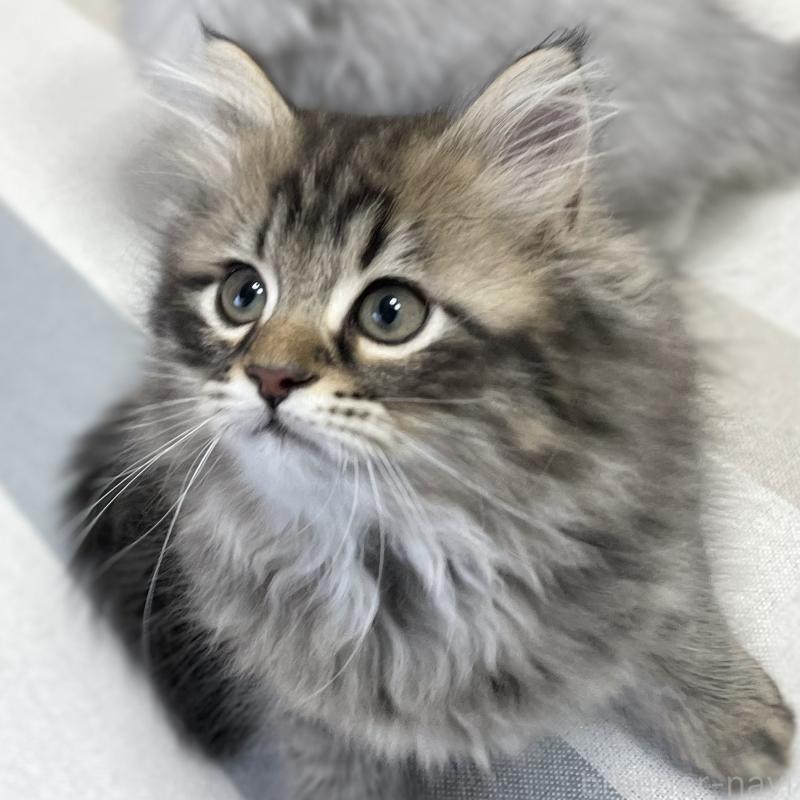 販売中の愛知県のミヌエット-134737の13枚目