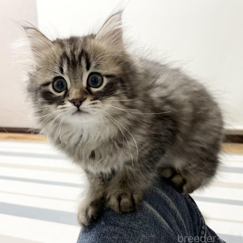 販売中の愛知県のミヌエット-134737の10枚目