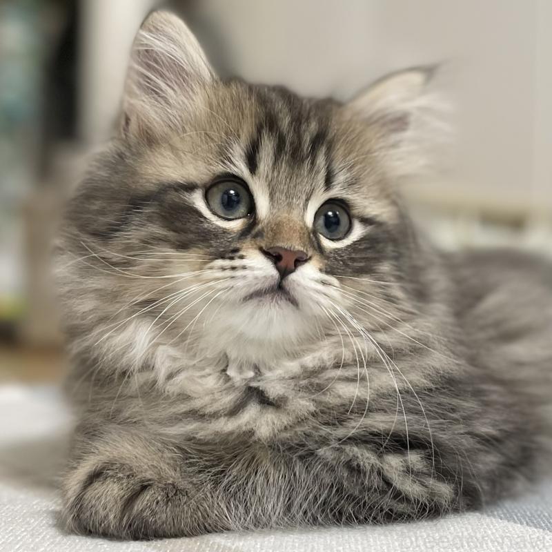 販売中の愛知県のミヌエット-134737