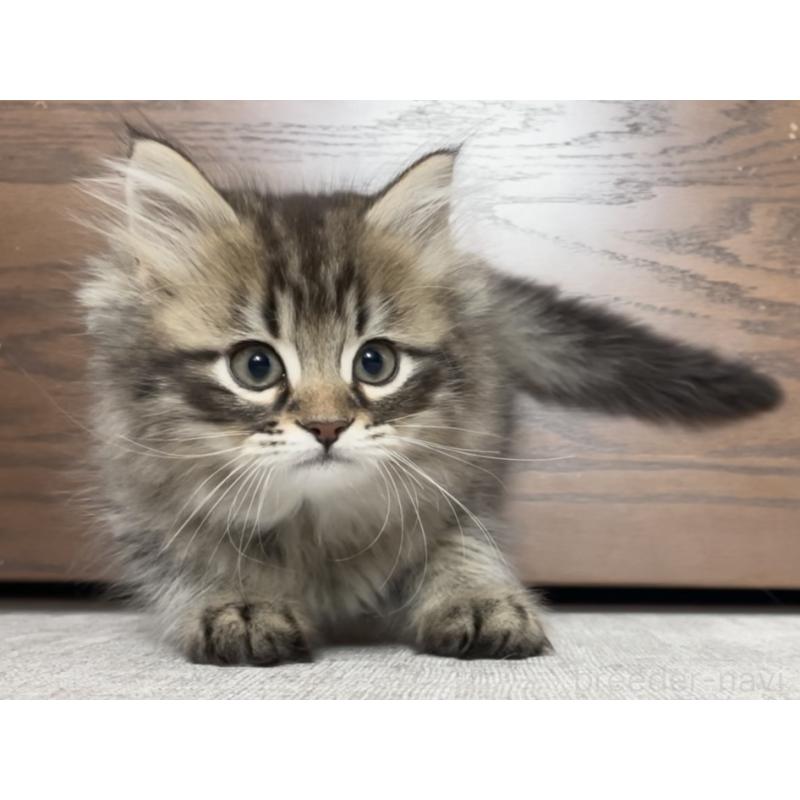 販売中の愛知県のミヌエット-134737の8枚目