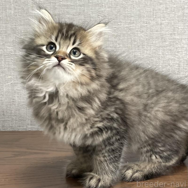 販売中の愛知県のミヌエット-134737の7枚目