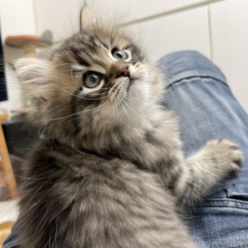 販売中の愛知県のミヌエット-134737の2枚目