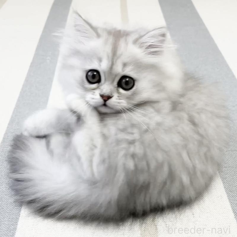 販売中の愛知県のミヌエット-134739の14枚目