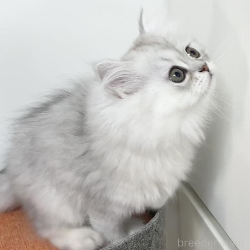 販売中の愛知県のミヌエット-134739の15枚目