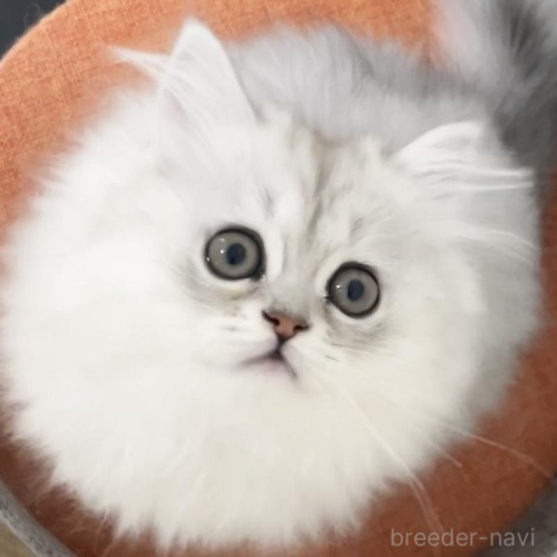 販売中の愛知県のミヌエット-134739