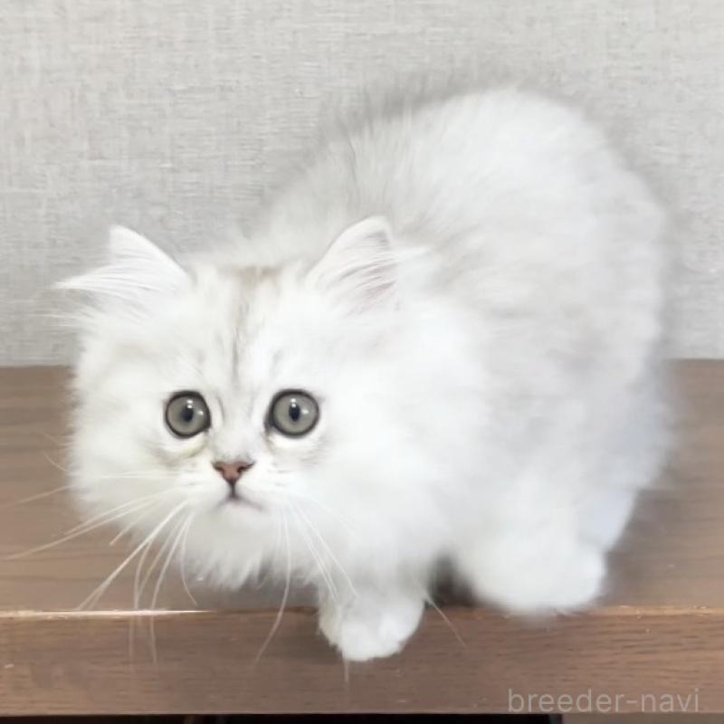 販売中の愛知県のミヌエット-134739の13枚目