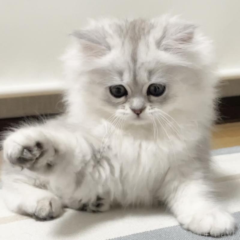 販売中の愛知県のミヌエット-134739の11枚目