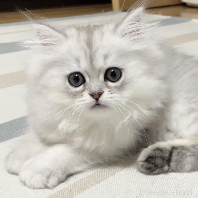 販売中の愛知県のミヌエット-134739の10枚目