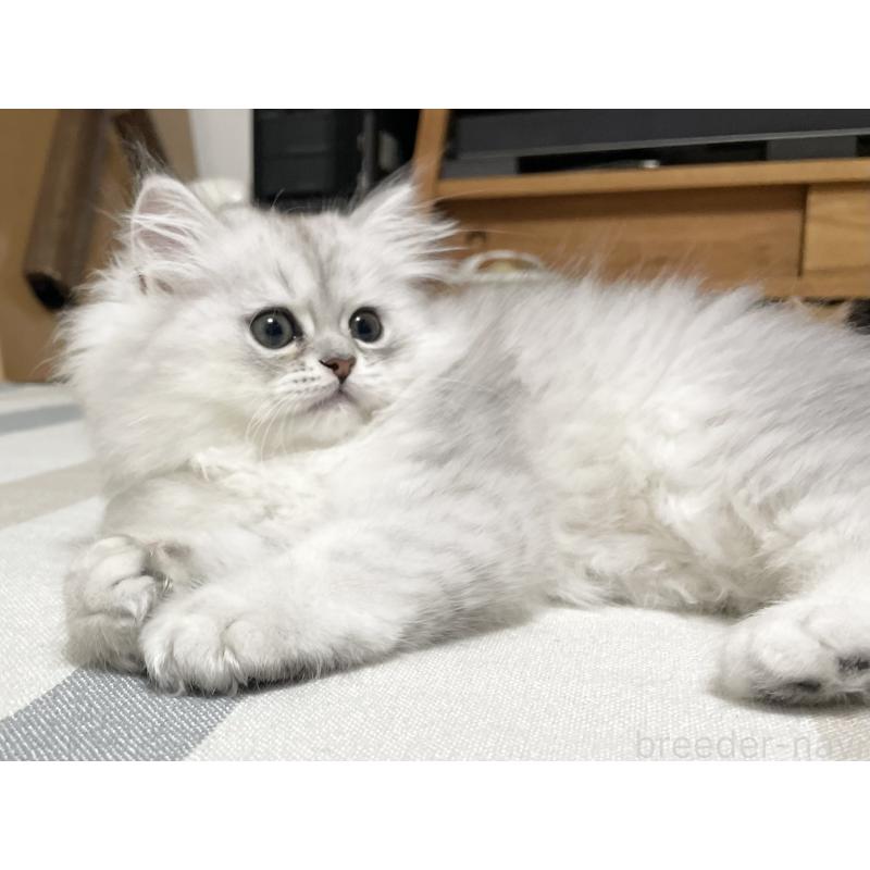 販売中の愛知県のミヌエット-134739の7枚目