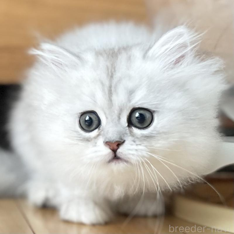 販売中の愛知県のミヌエット-134739の4枚目