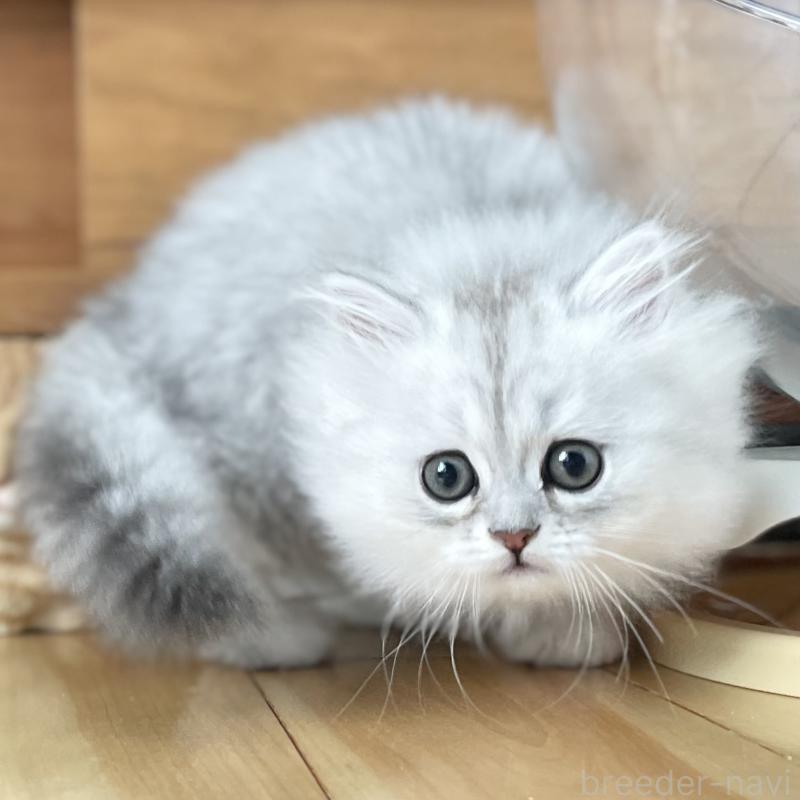 販売中の愛知県のミヌエット-134739の3枚目