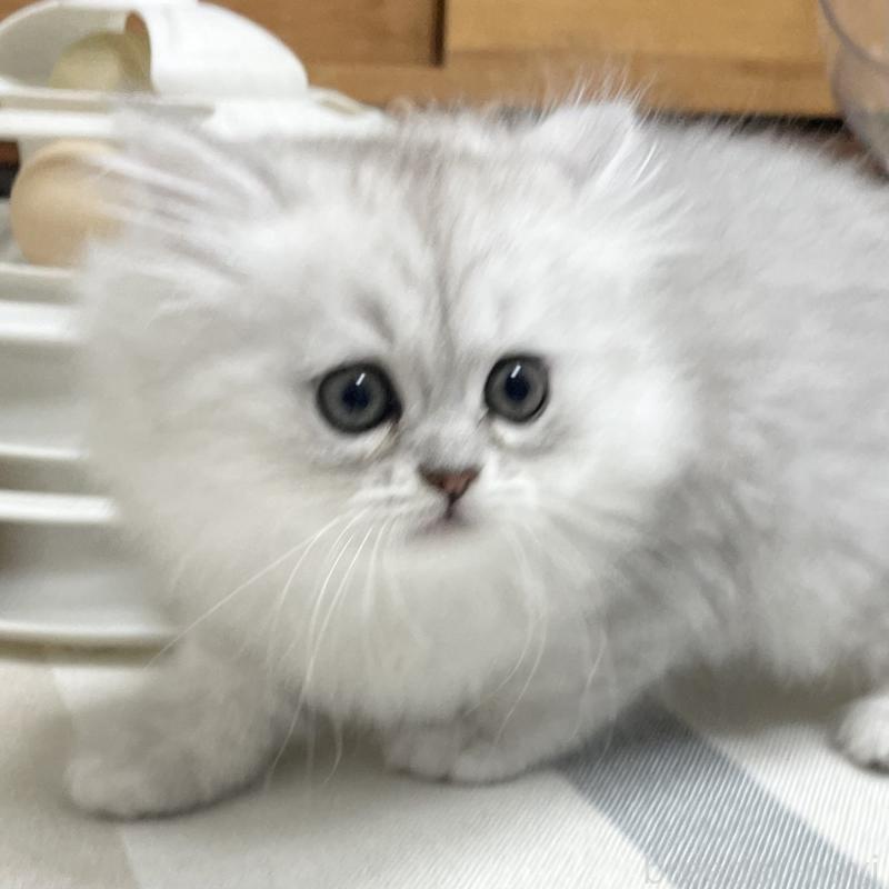 販売中の愛知県のミヌエット-134739の2枚目