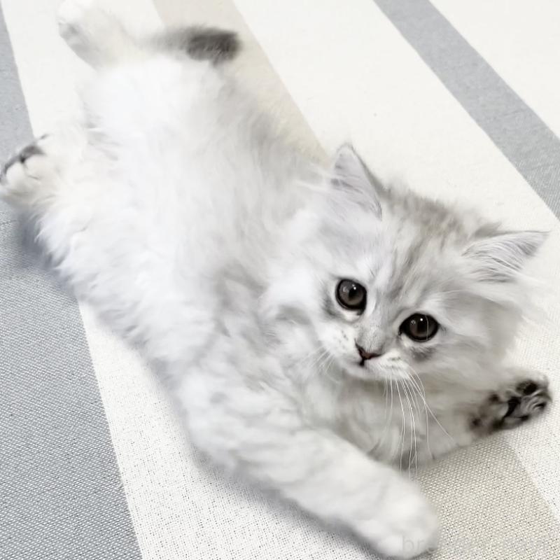 販売中の愛知県のミヌエット-134741