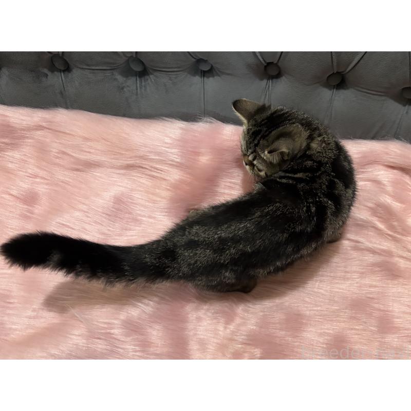 販売中の鹿児島県のエキゾチックショートヘア-132918の10枚目