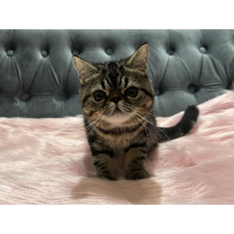 販売中の鹿児島県のエキゾチックショートヘア-132918の9枚目