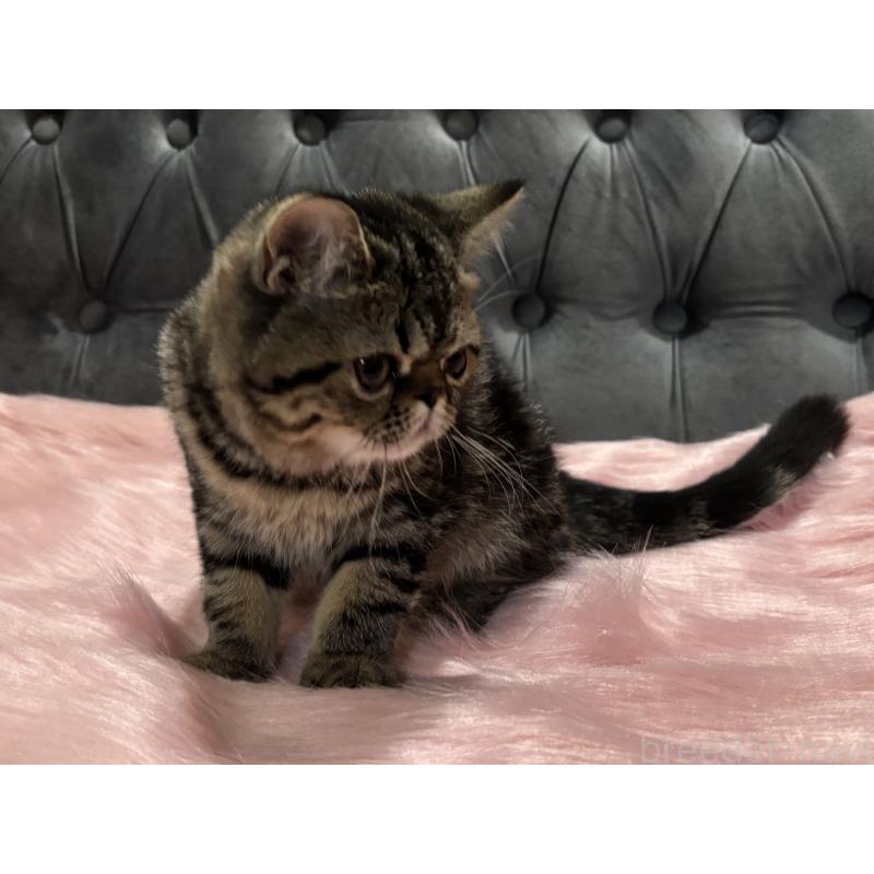 販売中の鹿児島県のエキゾチックショートヘア-132918の8枚目