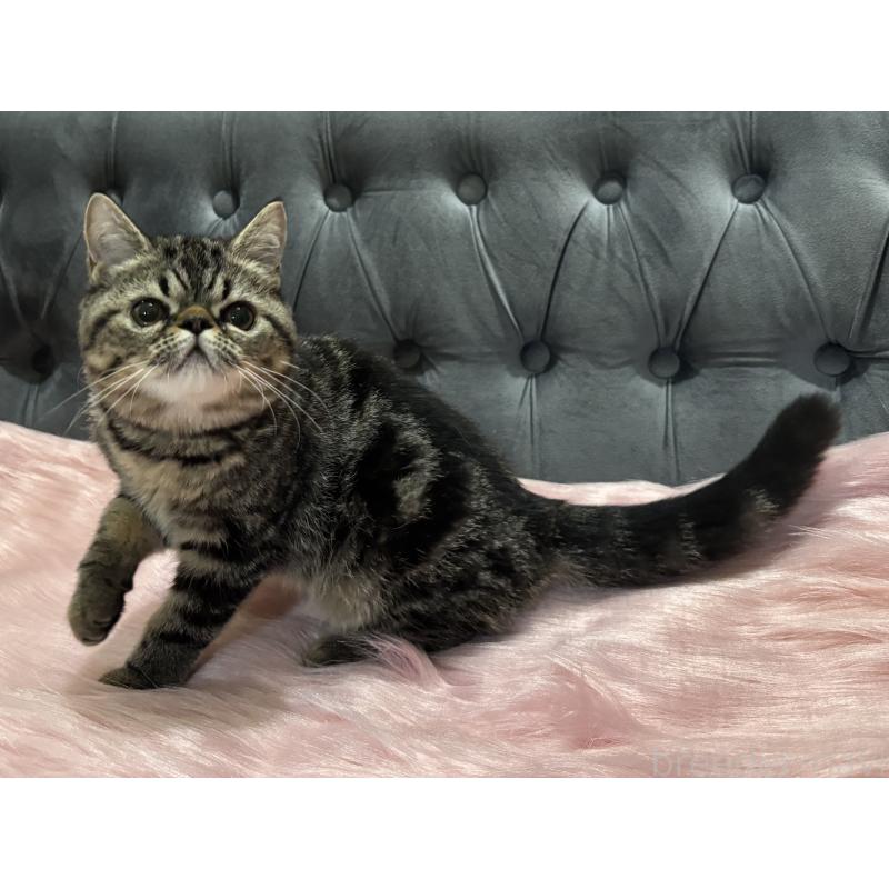 販売中の鹿児島県のエキゾチックショートヘア-132918の7枚目