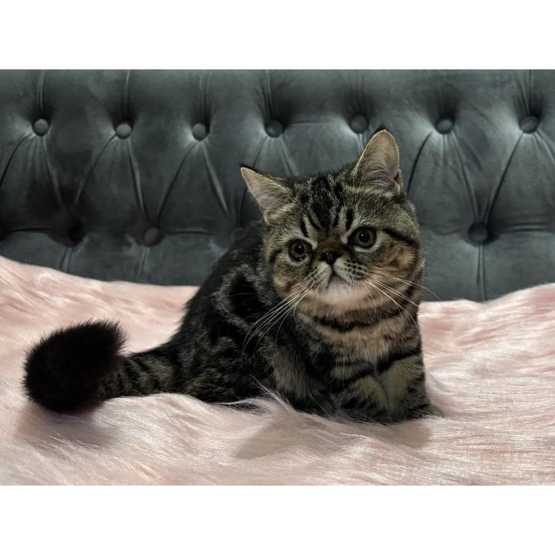 販売中の鹿児島県のエキゾチックショートヘア-132918の6枚目