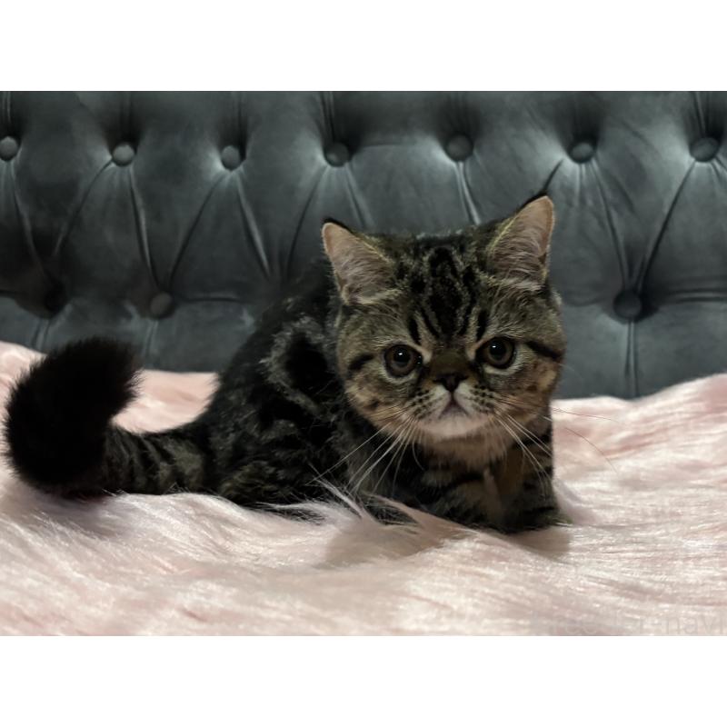 販売中の鹿児島県のエキゾチックショートヘア-132918の5枚目