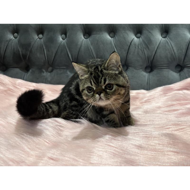 販売中の鹿児島県のエキゾチックショートヘア-132918の4枚目