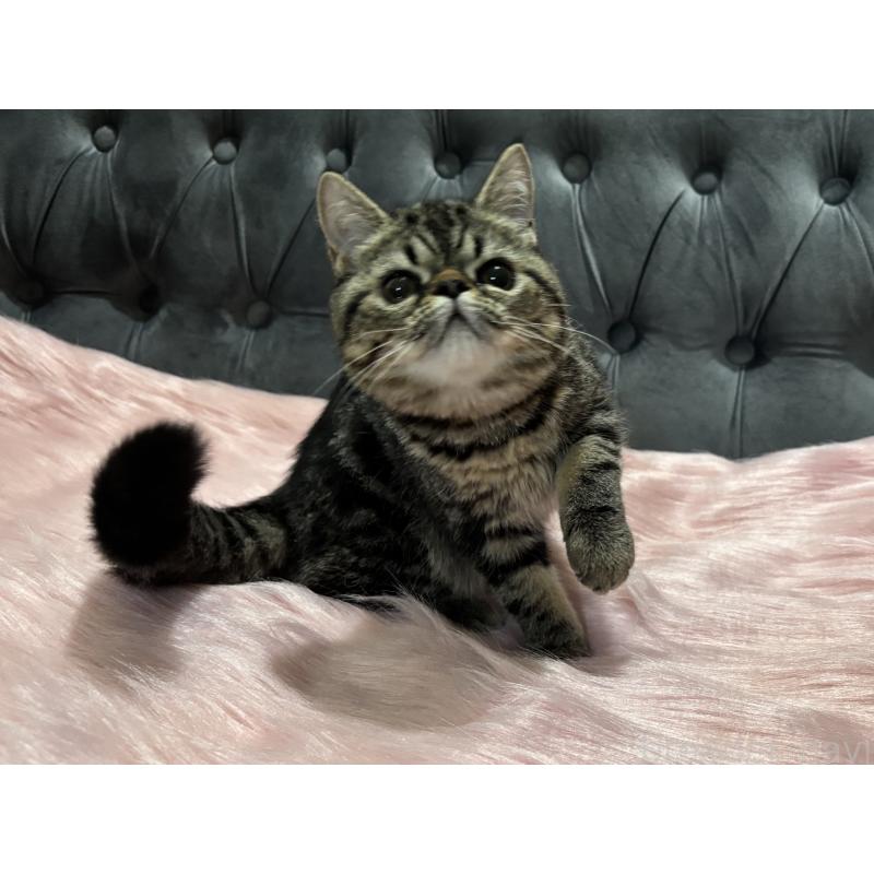 販売中の鹿児島県のエキゾチックショートヘア-132918の3枚目