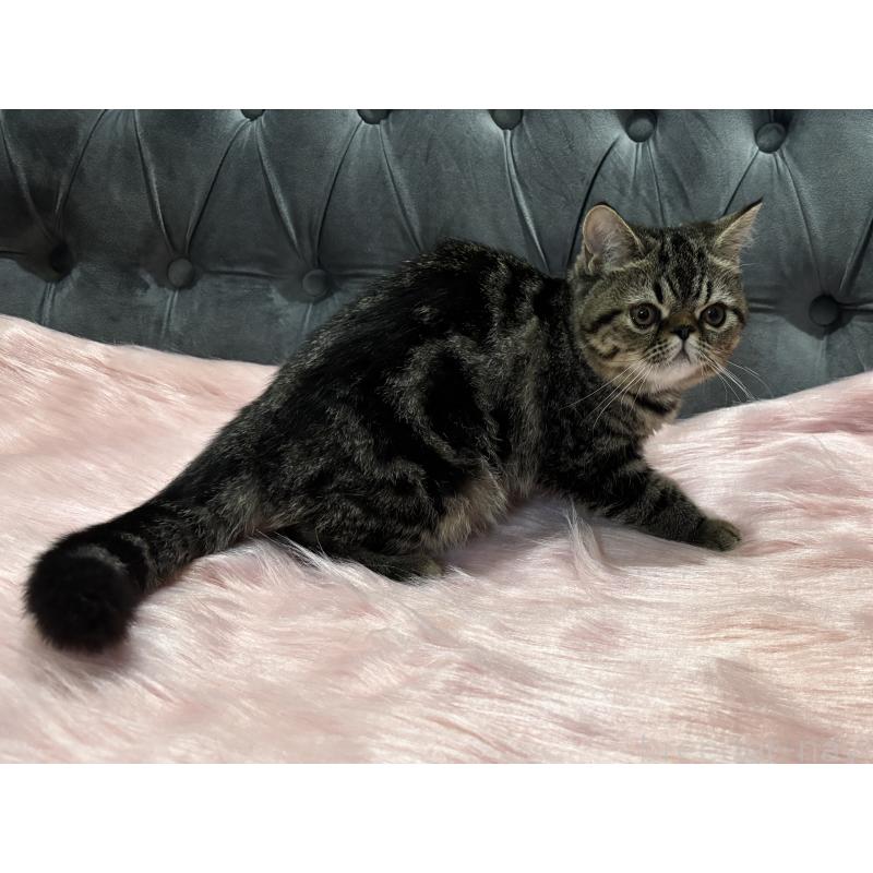 販売中の鹿児島県のエキゾチックショートヘア-132918の2枚目