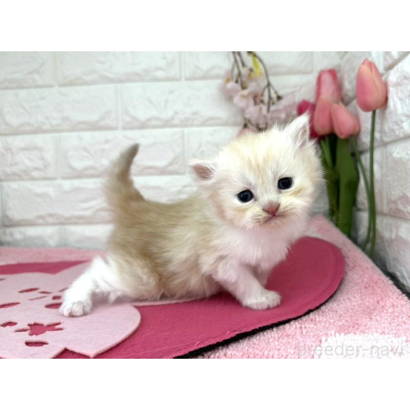 販売中の埼玉県のミヌエット-138417の6枚目