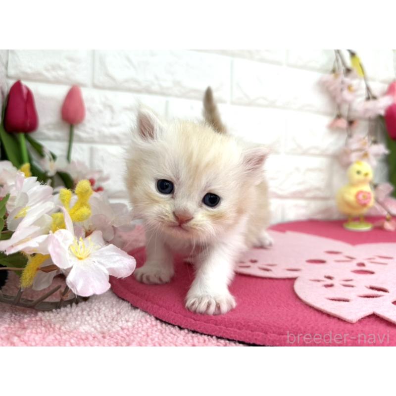 販売中の埼玉県のミヌエット-138417の5枚目