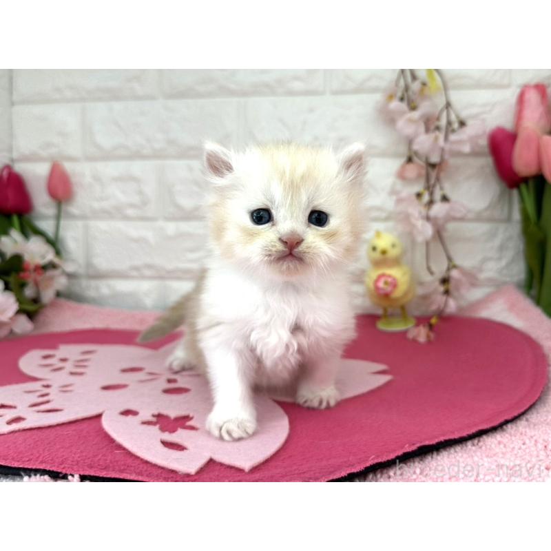 販売中の埼玉県のミヌエット-138417の4枚目