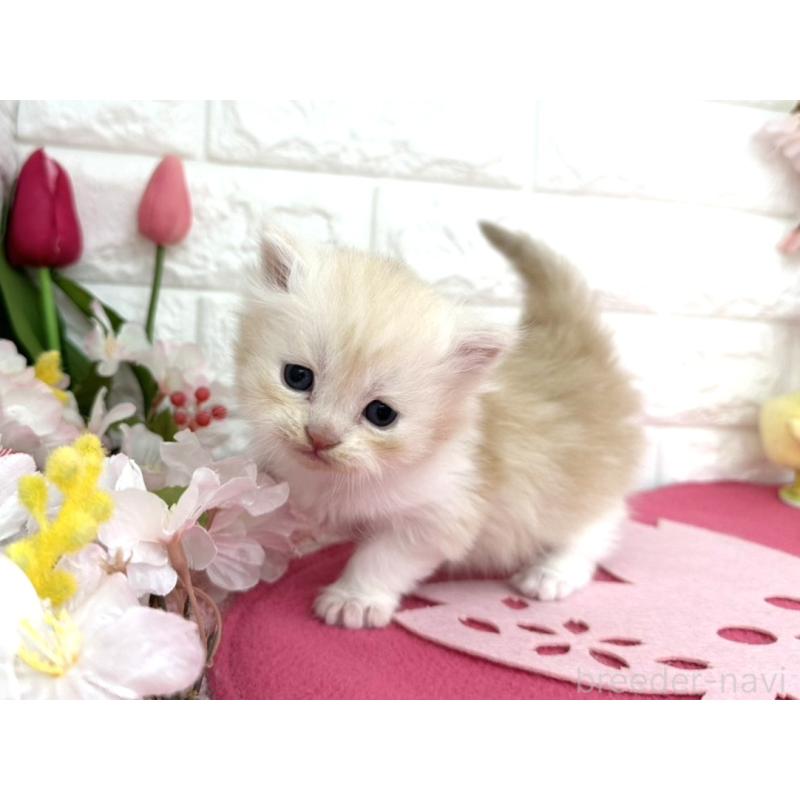 販売中の埼玉県のミヌエット-138417の2枚目