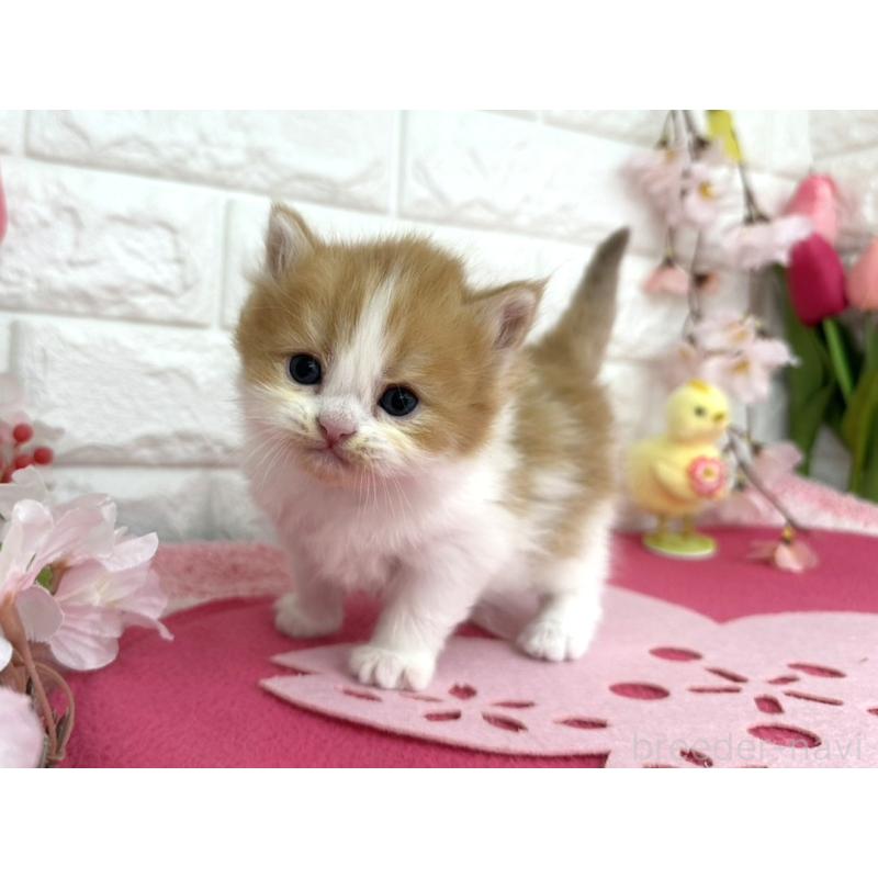 販売中の埼玉県のミヌエット-138418の6枚目