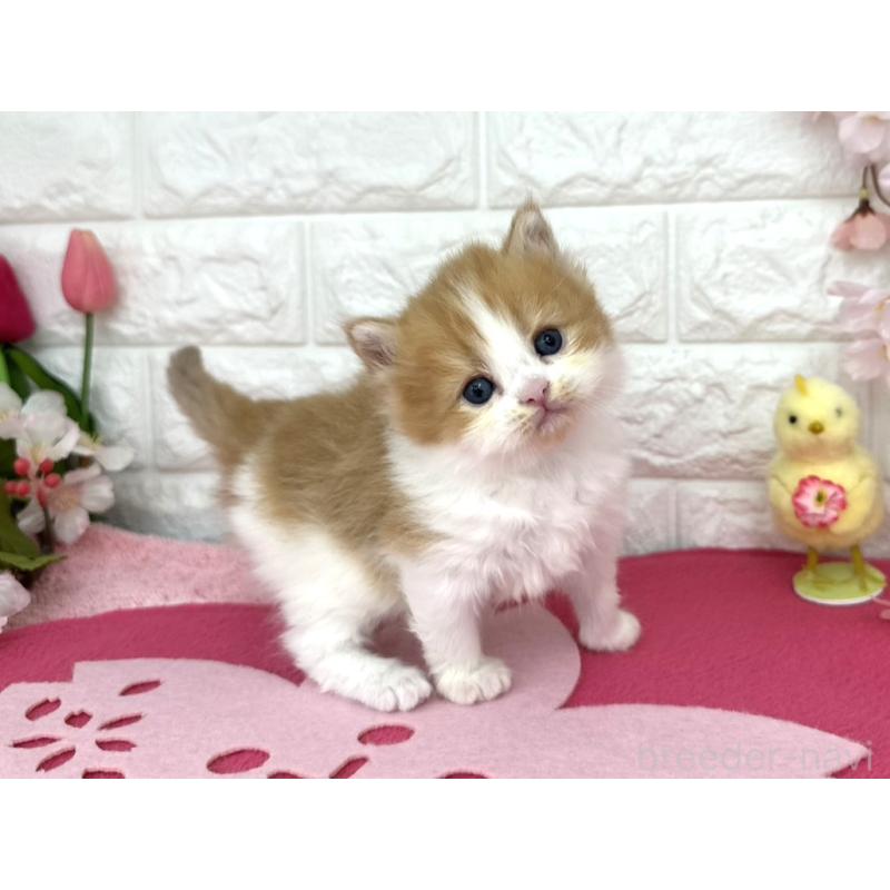 販売中の埼玉県のミヌエット-138418の5枚目