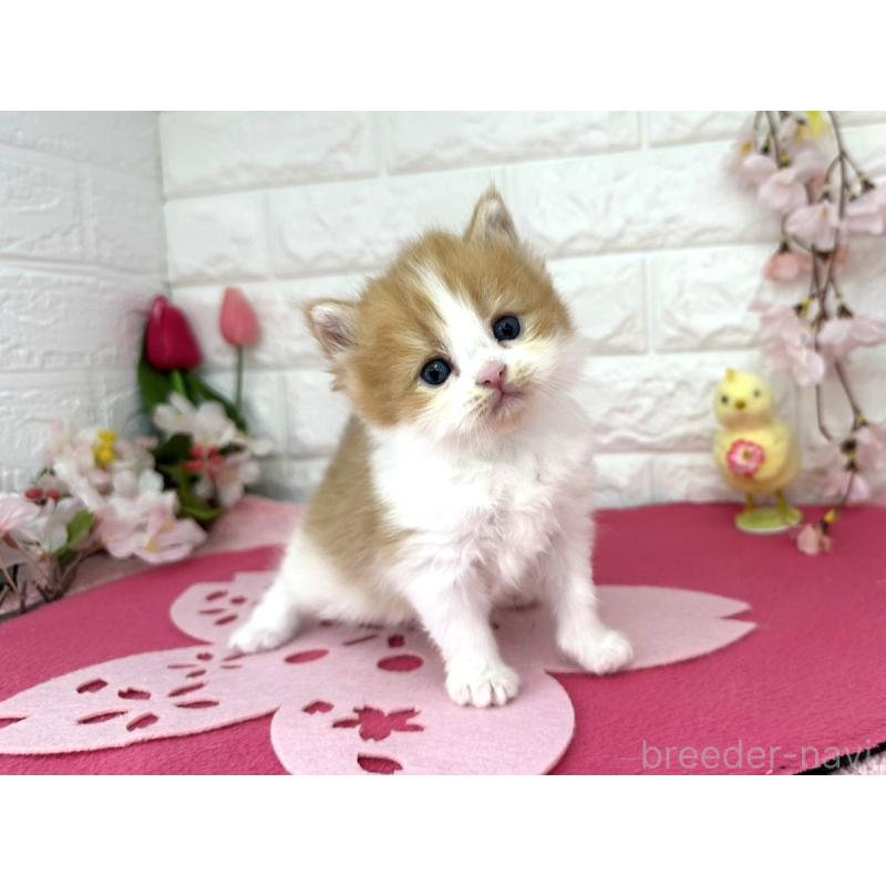 販売中の埼玉県のミヌエット-138418の4枚目