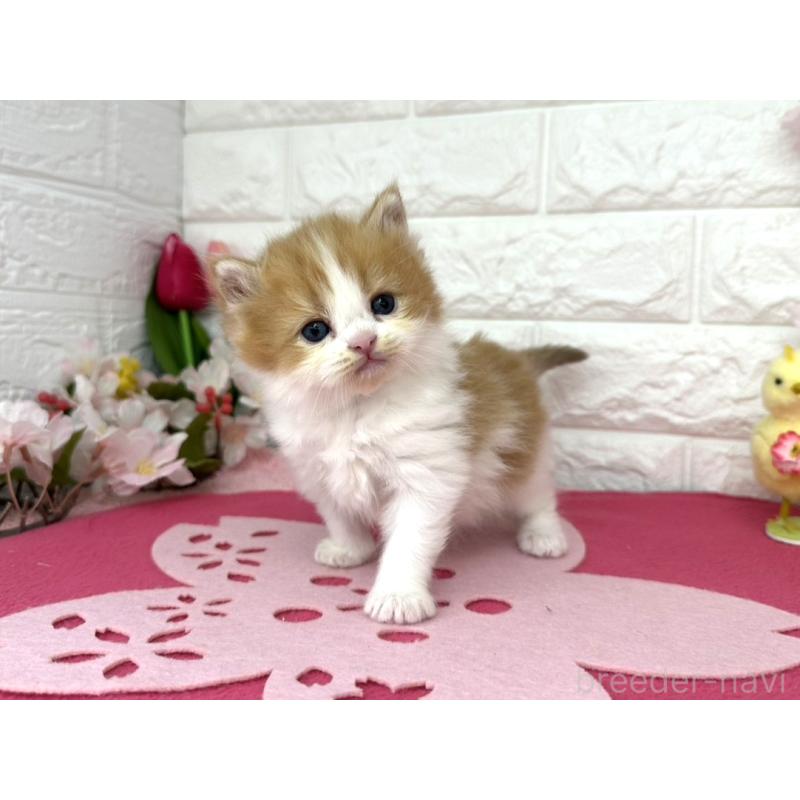 販売中の埼玉県のミヌエット-138418の3枚目