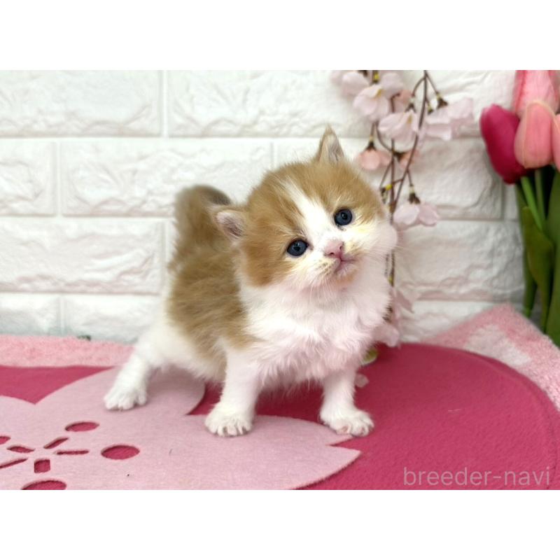 販売中の埼玉県のミヌエット-138418の2枚目