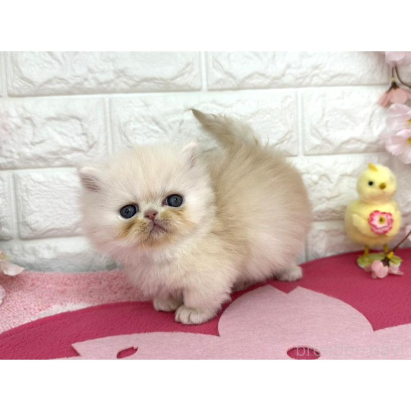 販売中の埼玉県のミヌエット-138419の6枚目