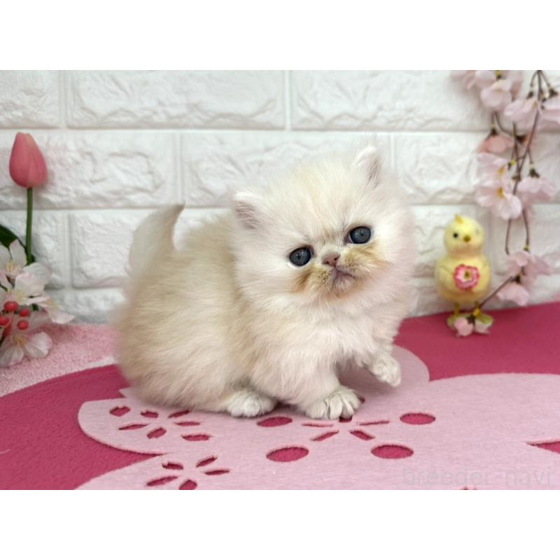 販売中の埼玉県のミヌエット-138419の5枚目