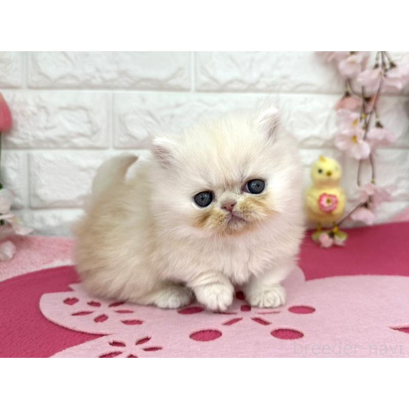 販売中の埼玉県のミヌエット-138419の4枚目