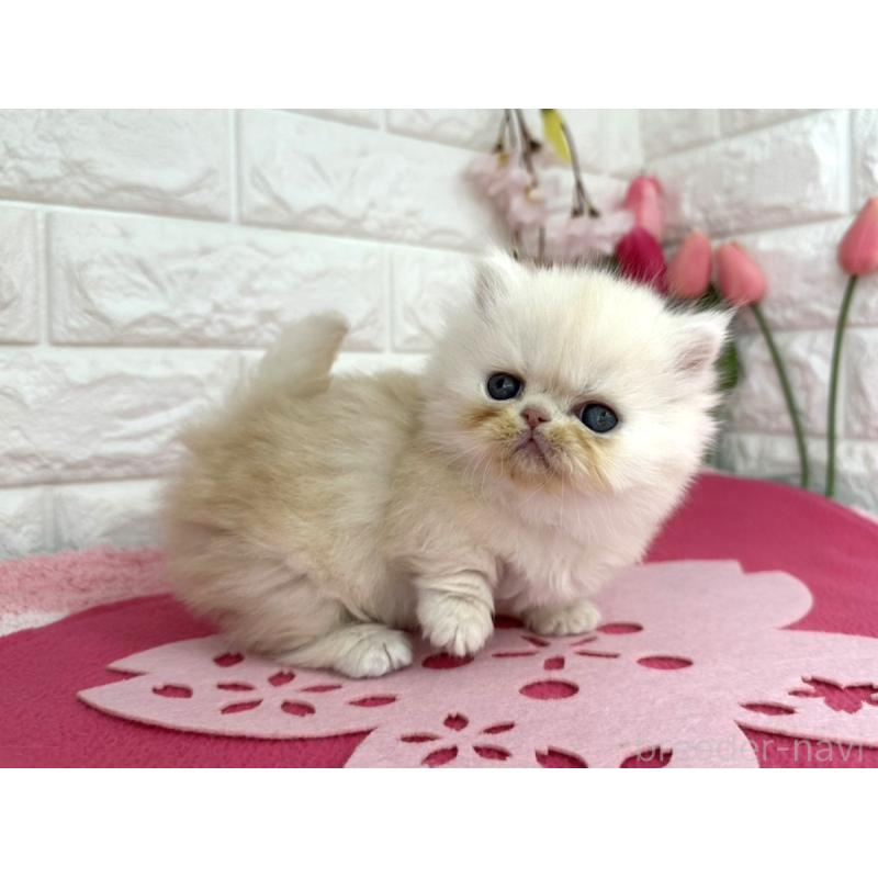 販売中の埼玉県のミヌエット-138419の3枚目