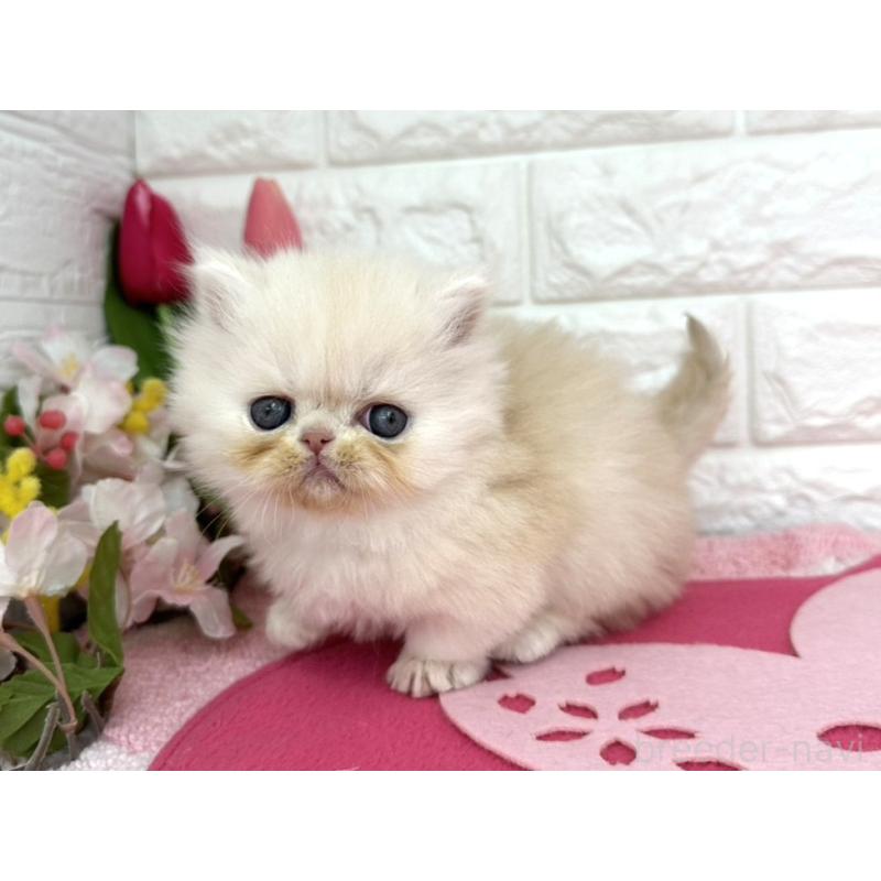 販売中の埼玉県のミヌエット-138419の2枚目