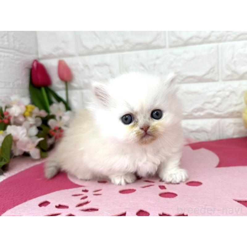 販売中の埼玉県のミヌエット(短足)-138420の6枚目