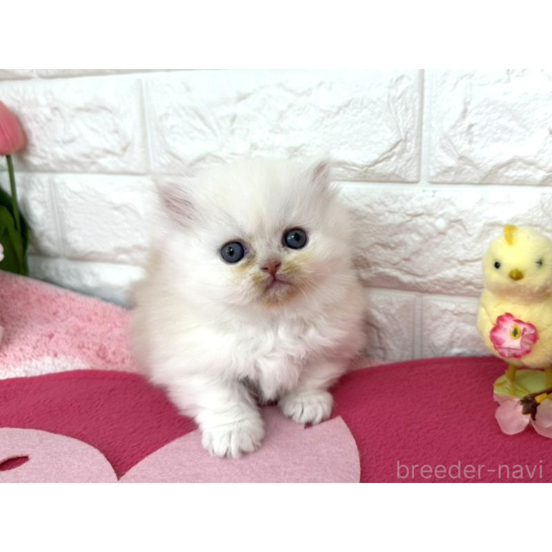 販売中の埼玉県のミヌエット(短足)-138420の5枚目