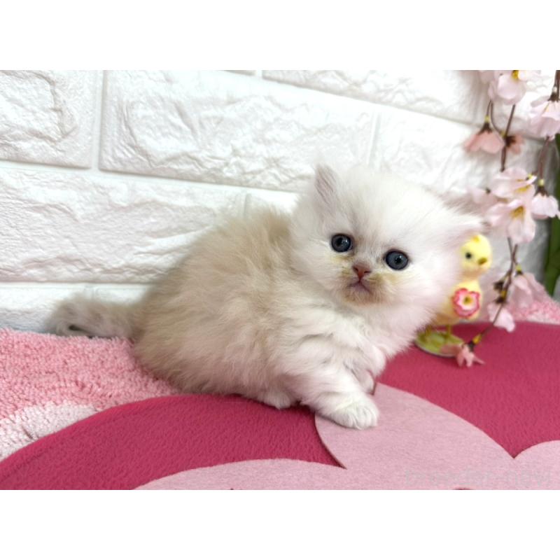 販売中の埼玉県のミヌエット(短足)-138420の4枚目