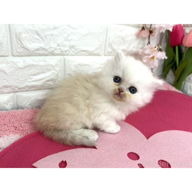 販売中の埼玉県のミヌエット(短足)-138420の3枚目