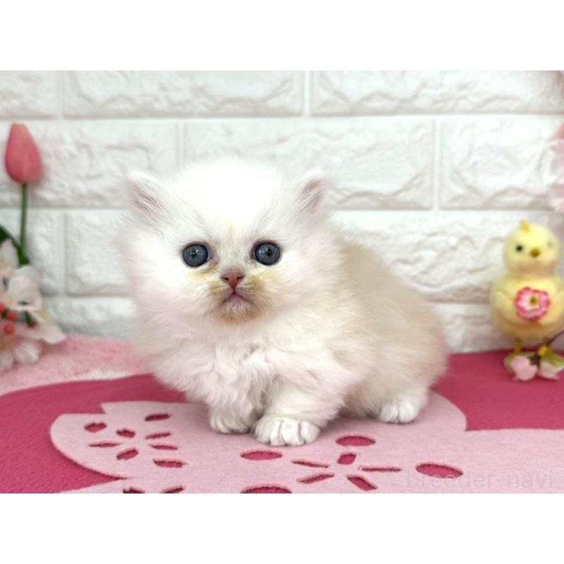 販売中の埼玉県のミヌエット(短足)-138420の2枚目