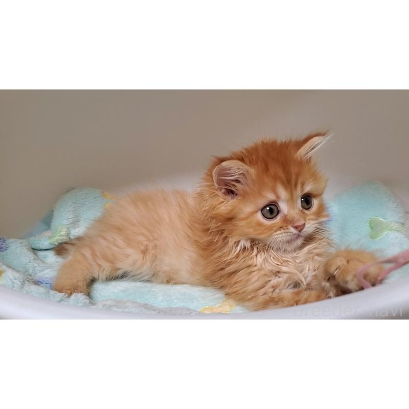 販売中の大阪府のマンチカン-138421の8枚目