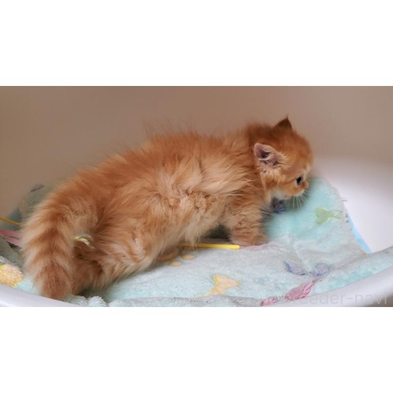 販売中の大阪府のマンチカン-138421の7枚目