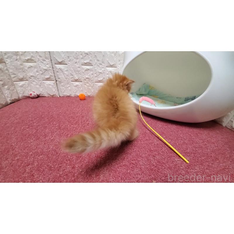 販売中の大阪府のマンチカン-138421の6枚目